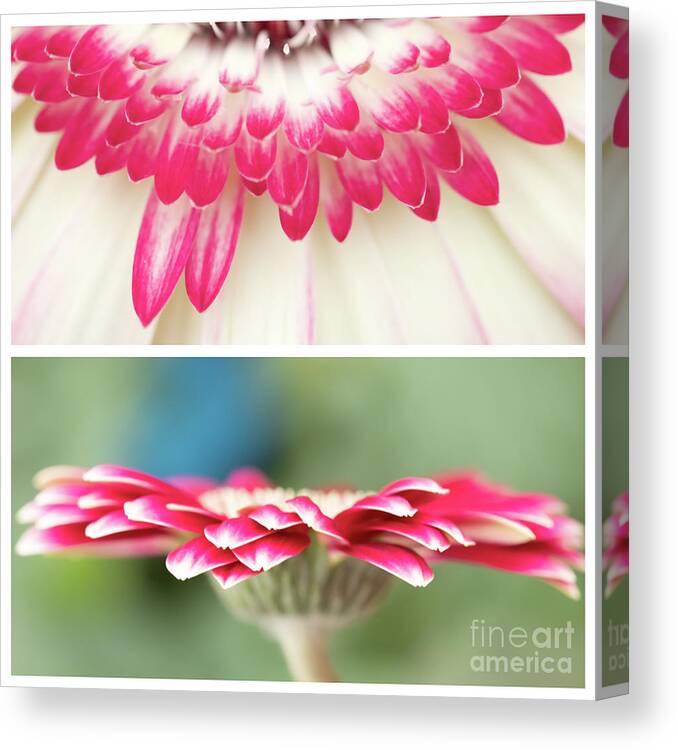 Gerbera Canvas Print featuring the photograph Gerbera Duo by Marilyn Cornwell