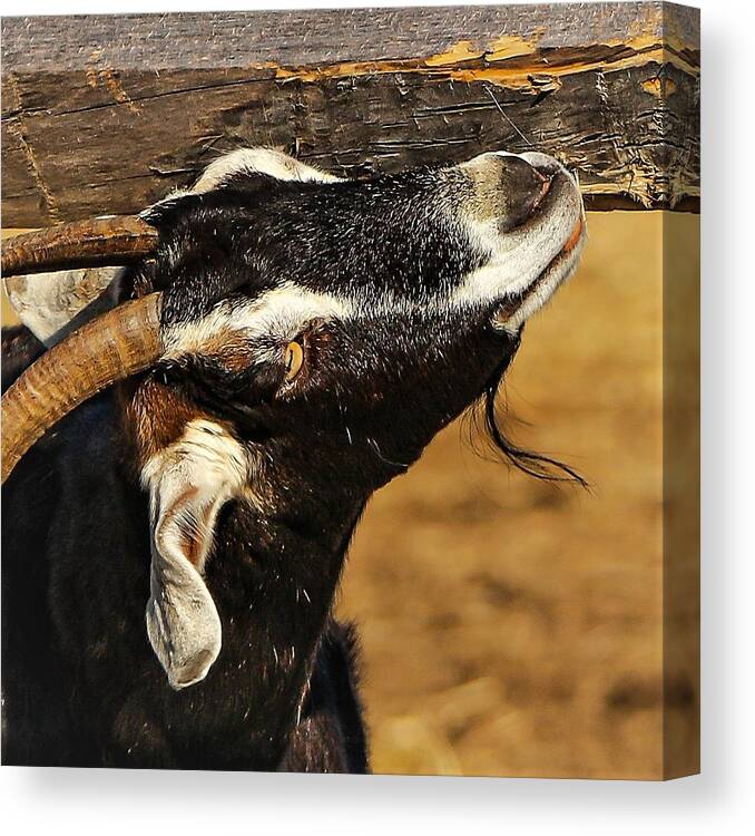 Goat Horns Fence Wood Close Canvas Print featuring the photograph Goat by John Linnemeyer