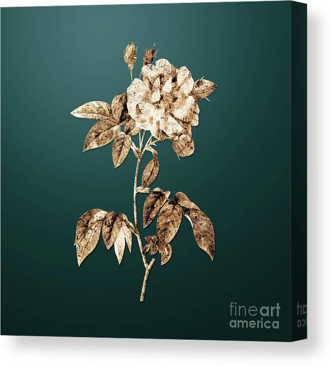 Gold Canvas Print featuring the painting Gold French Rosebush with Variegated Flowers on Dark Teal n.01465 by Holy Rock Design