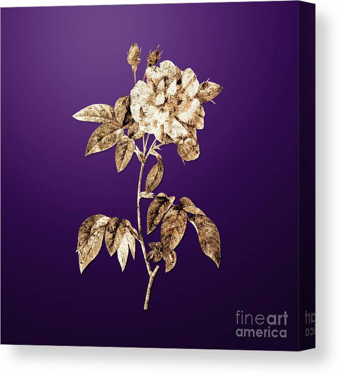Gold Canvas Print featuring the painting Gold French Rosebush with Variegated Flowers on Royal Purple n.00221 by Holy Rock Design