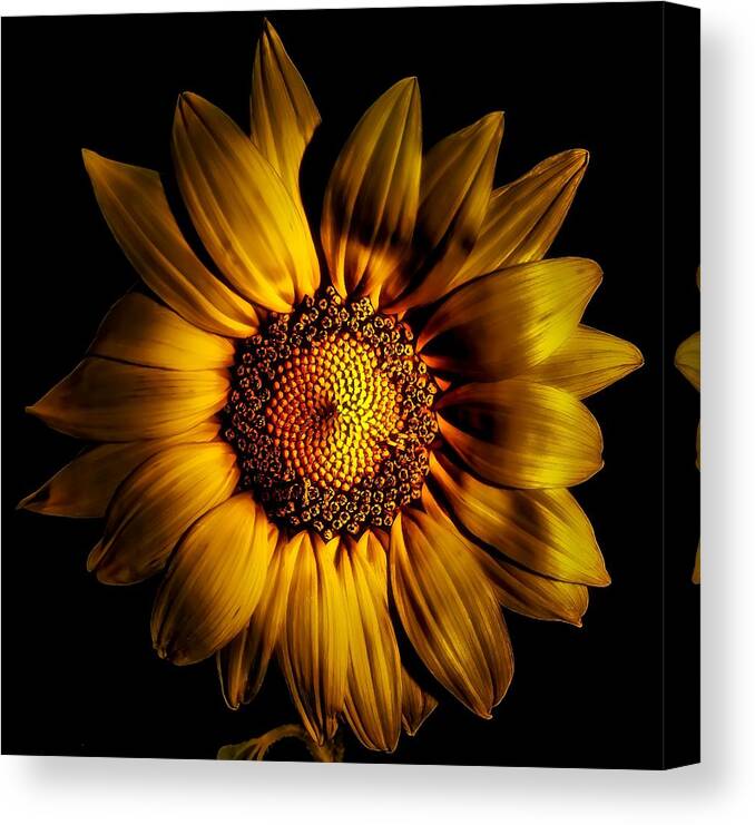 Golden Canvas Print featuring the photograph Golden Sunflower by Gena Herro