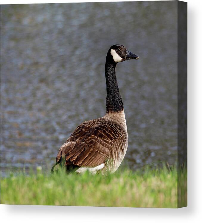 Birds Canvas Print featuring the photograph Goose by David Beechum