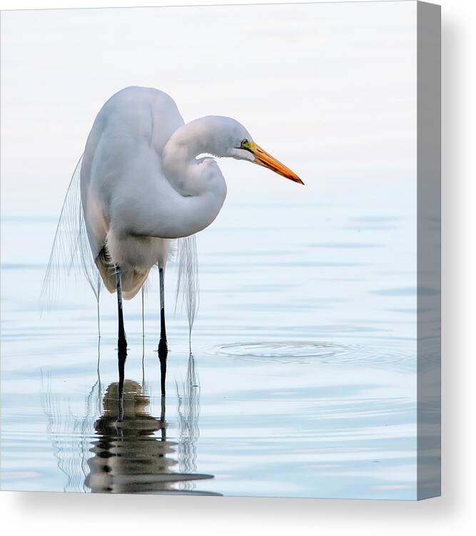 Great Egret Canvas Print featuring the photograph Great Egret 4481-010321-2 by Tam Ryan