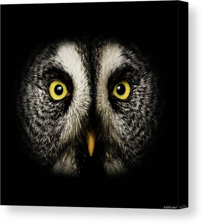 Great Grey Owl Canvas Print featuring the photograph Great Grey Owl up close by Weston Westmoreland