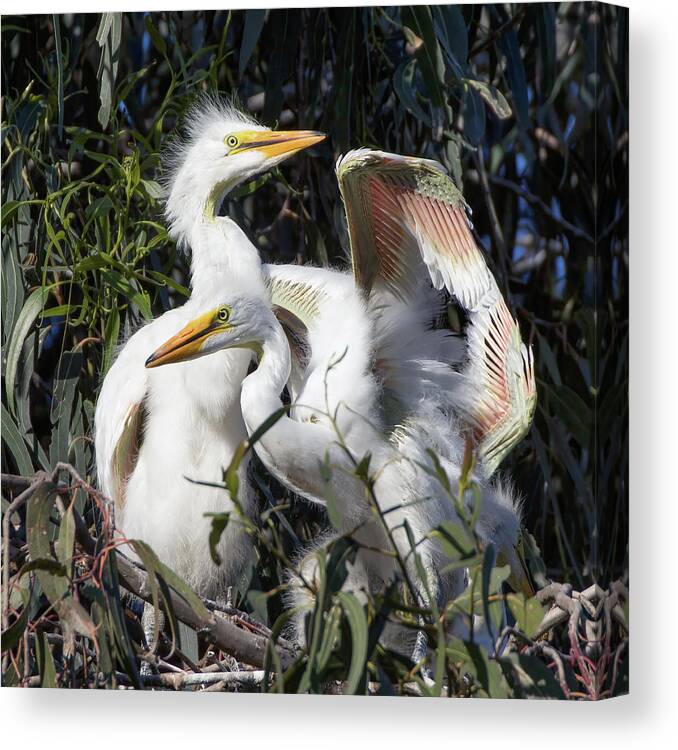 Egret Chicks Canvas Print featuring the photograph Great White Egret Chicks Flapping Wings in Their Nest by Kathleen Bishop