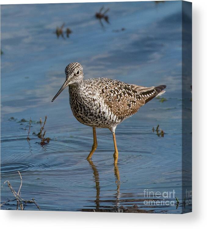 Greater Yellowlegs Canvas Print featuring the photograph Greater Yellowlegs at Nisqually River Delta by Nancy Gleason