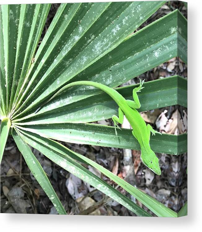 Green Canvas Print featuring the photograph Green Camouflage by Mike Coyne