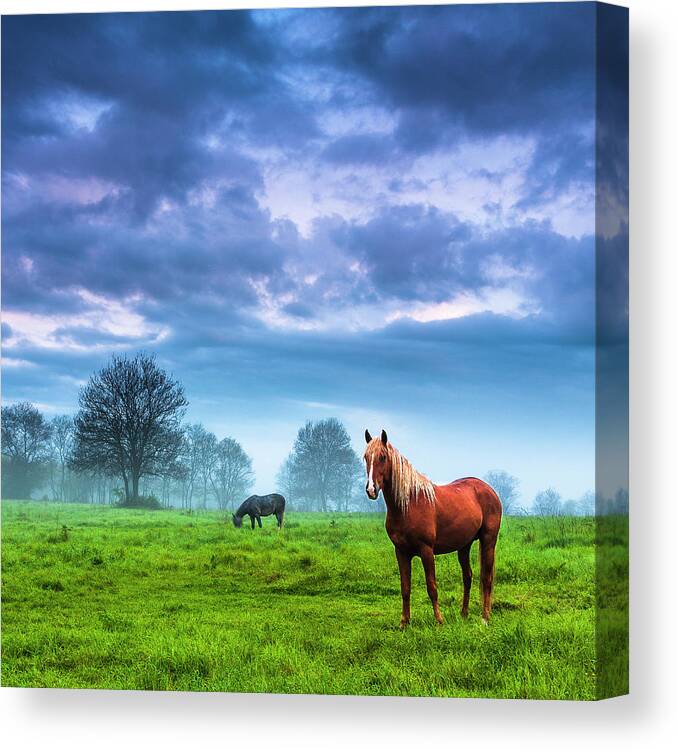 Fog Canvas Print featuring the photograph Green Morn by Evgeni Dinev