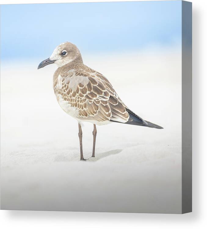 Seagull Canvas Print featuring the photograph Gull In The Sand Florida Emerald Coast by Jordan Hill