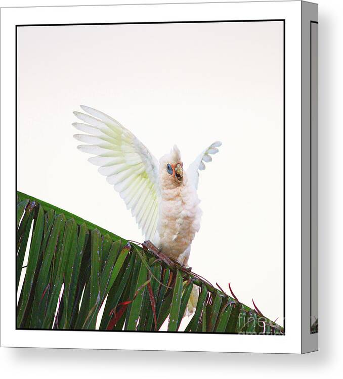 Corella Canvas Print featuring the photograph Happy Corella 1 by Russell Brown