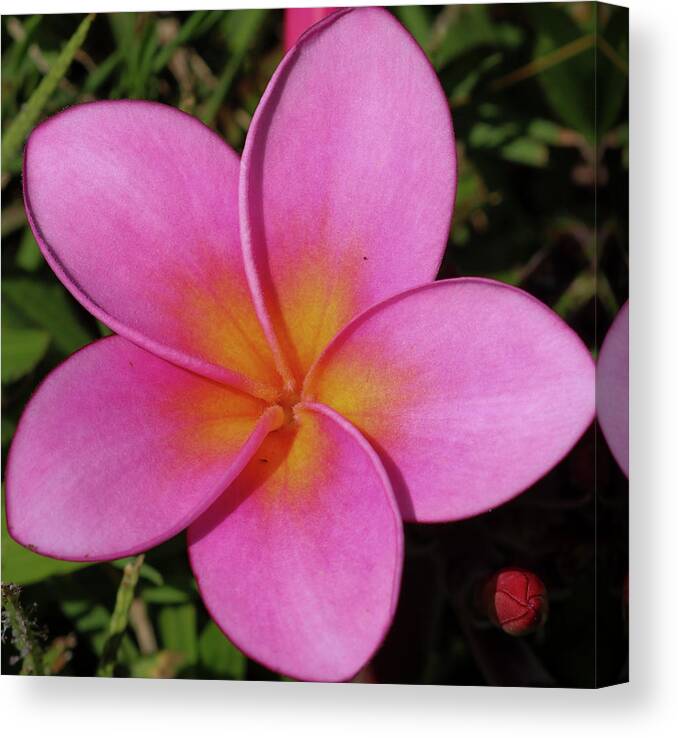Flowers Canvas Print featuring the pyrography Hawaiian Scent by Tony Spencer
