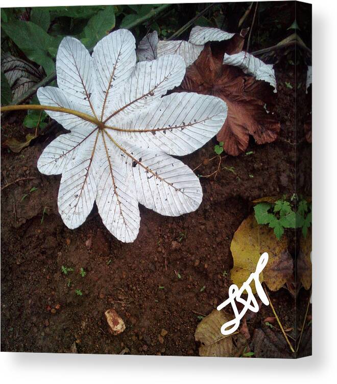 Heal Canvas Print featuring the photograph Heal Me Herbal by Esoteric Gardens KN