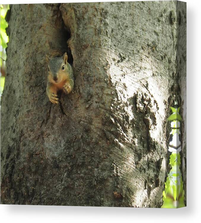 Squirrel Canvas Print featuring the photograph Hi There by C Winslow Shafer