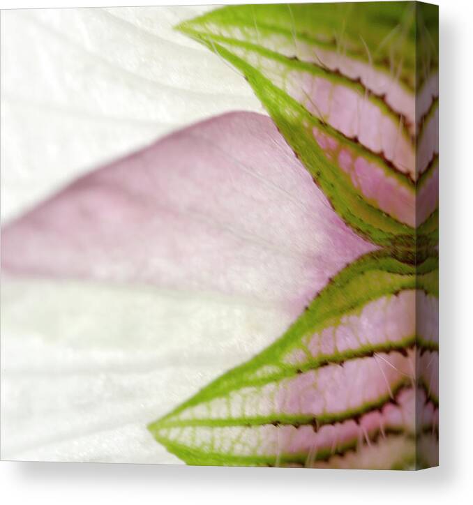 White Canvas Print featuring the photograph Hibiscus trionum Wild Flower Square by Iris Richardson