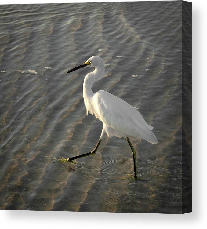 Highstepping Canvas Print featuring the photograph High Stepping by Vicky Edgerly