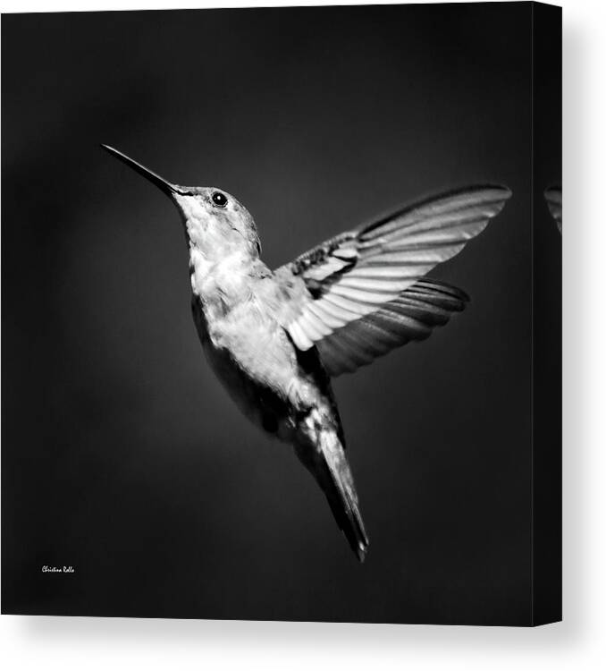 Hummingbird Canvas Print featuring the photograph Hummingbird Flight Bw Square by Christina Rollo