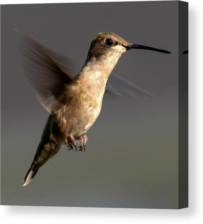 Hummingbird Canvas Print featuring the photograph Hummingbird hoovering II by Paul Vitko