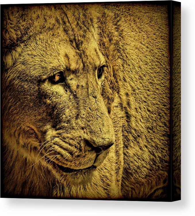 Lion Canvas Print featuring the photograph Hunter by Andrew Paranavitana