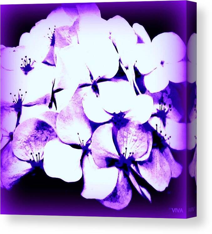 Viva Canvas Print featuring the photograph Hydrangea Moderne by VIVA Anderson