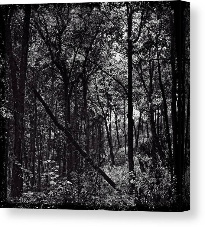 Tree Canvas Print featuring the photograph If a Tree Falls by George Taylor