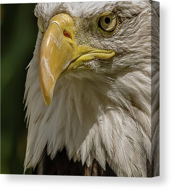 American Bald Eagle Canvas Print featuring the photograph In Command by Yeates Photography