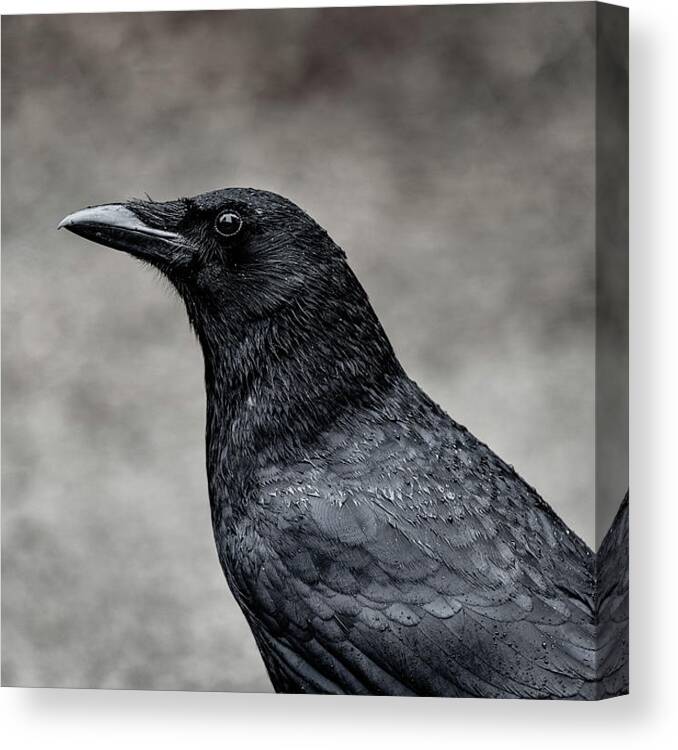 Crow Canvas Print featuring the photograph It's the same story the crow told me by Gary Kochel