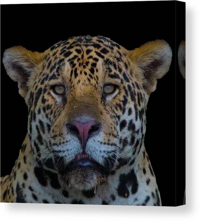 Jaguar Canvas Print featuring the photograph Jaguar by Patrick Nowotny