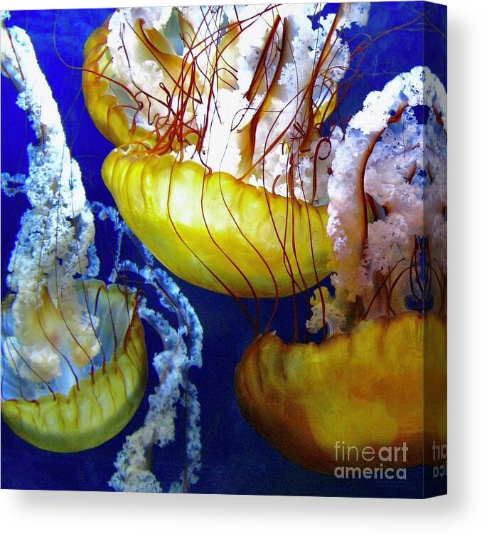Ocean Canvas Print featuring the photograph Jellies 1 by Wendy Golden