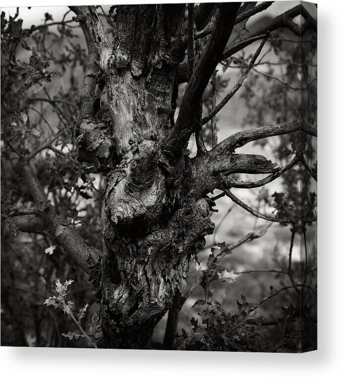 Mckittrick Canyon Canvas Print featuring the photograph Knarly Tree by George Taylor