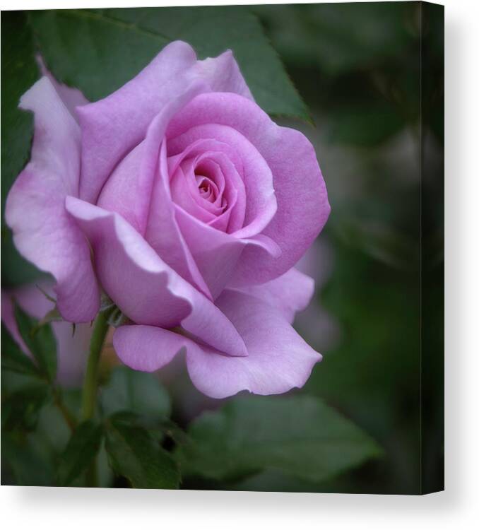 Rose Canvas Print featuring the photograph Lavender Rosebud Square by Teresa Wilson