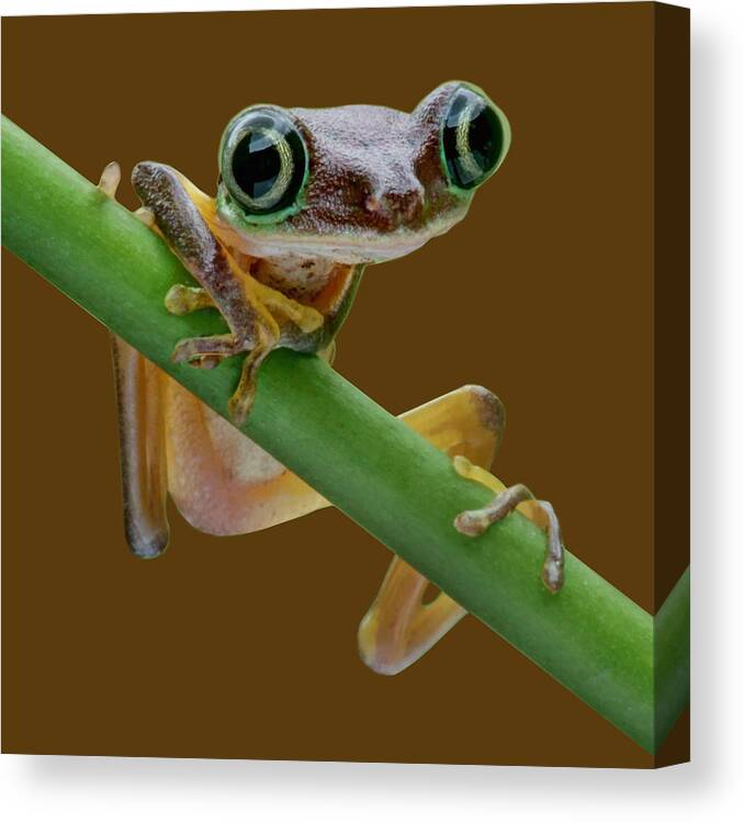 Frogs Canvas Print featuring the photograph Lemur Leaf Frog - Transparent by Nikolyn McDonald