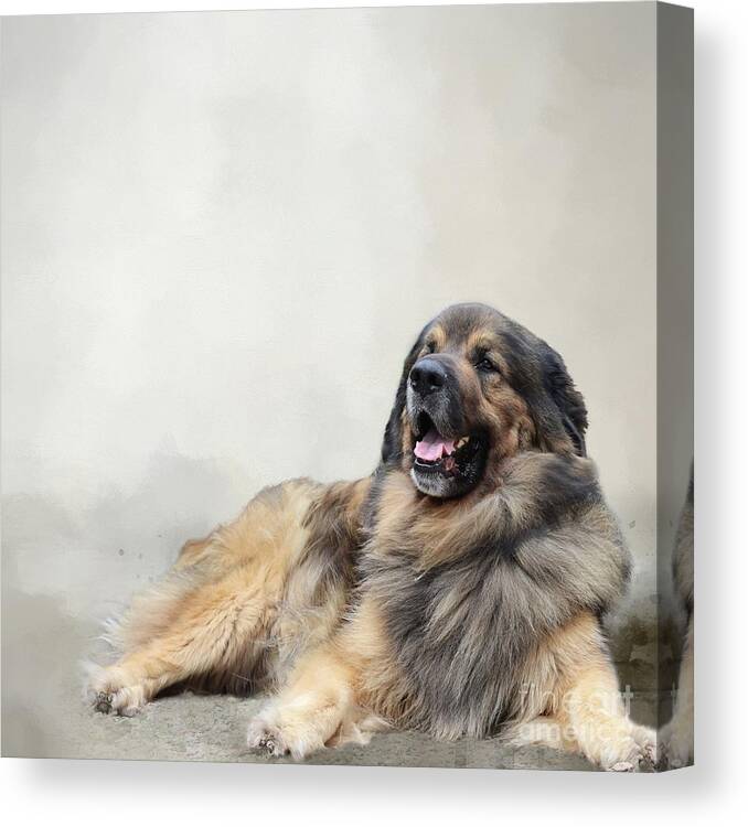Anton Canvas Print featuring the photograph Leonberger by Eva Lechner