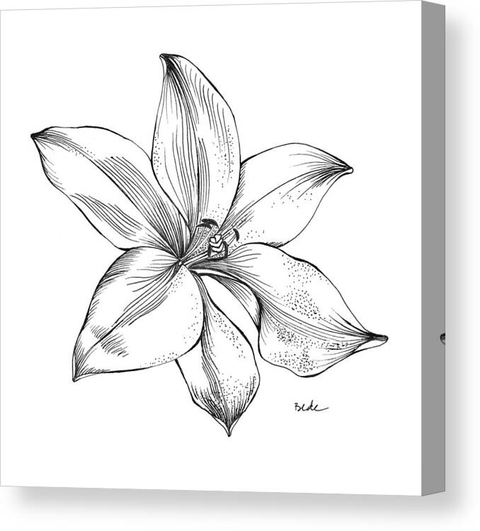 Lily Hawaii Drawing Illustration Black White Kauai Pen Indiaink Opalux Canvas Print featuring the drawing Lily I by Catherine Bede