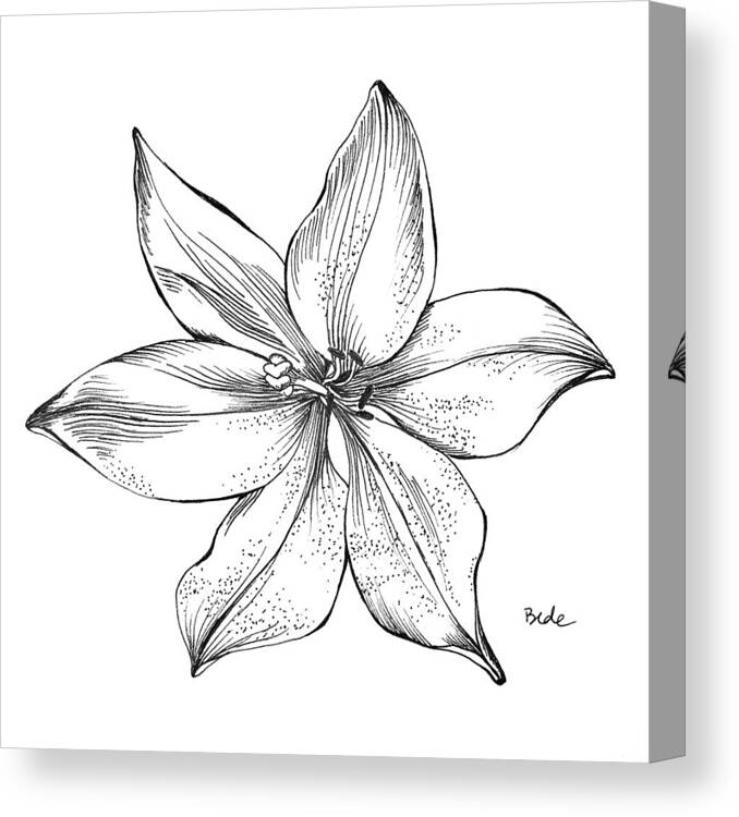 Lily Illustration Kauai Hawaii Drawing Pen Ink Indiaink Opalux Black White Canvas Print featuring the drawing Lily II by Catherine Bede