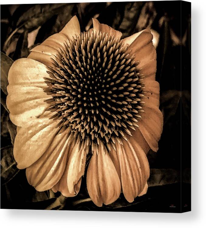  Canvas Print featuring the photograph Looking around-301 by Emilio Arostegui