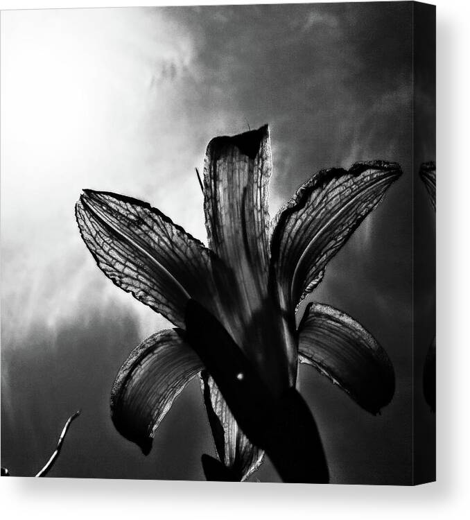 Daylily Silhouette Canvas Print featuring the digital art Looking Up by Pamela Smale Williams