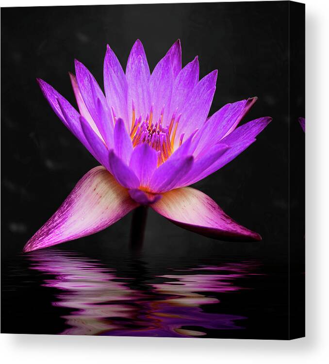 3scape Canvas Print featuring the photograph Lotus by Adam Romanowicz