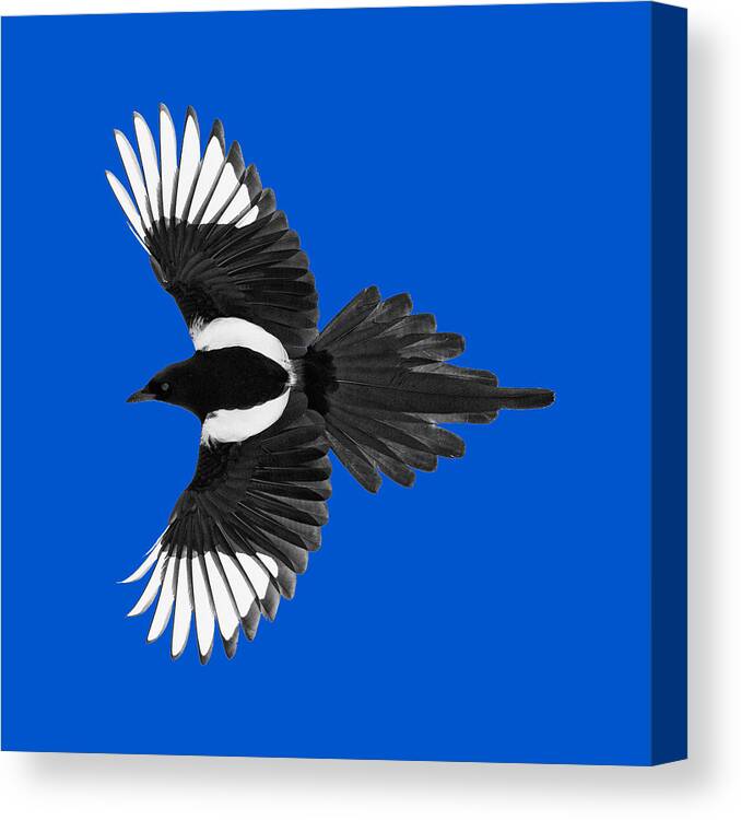Magpie Canvas Print featuring the photograph Magpie Shirt Design by Max Waugh