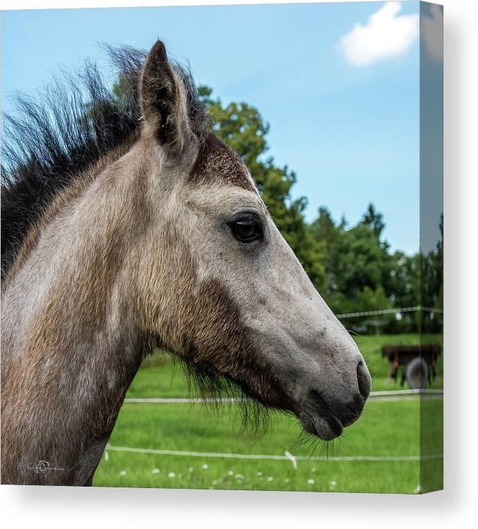 Foal Canvas Print featuring the photograph Mahna Mahna a foal portrait by Torbjorn Swenelius
