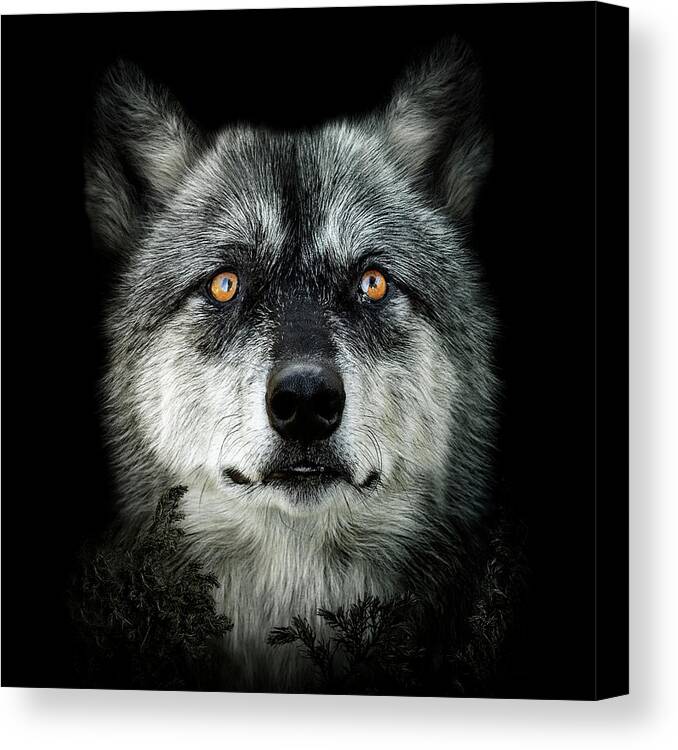 Wolf Canvas Print featuring the digital art Majestic by Maggy Pease