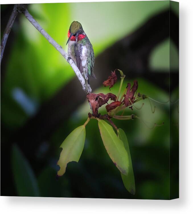 Square Canvas Print featuring the photograph Male Ruby Throated Hummingbird by Bill Wakeley