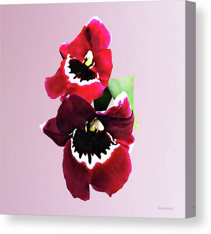 Orchid Canvas Print featuring the photograph Maroon Miltonia Orchid by Susan Savad