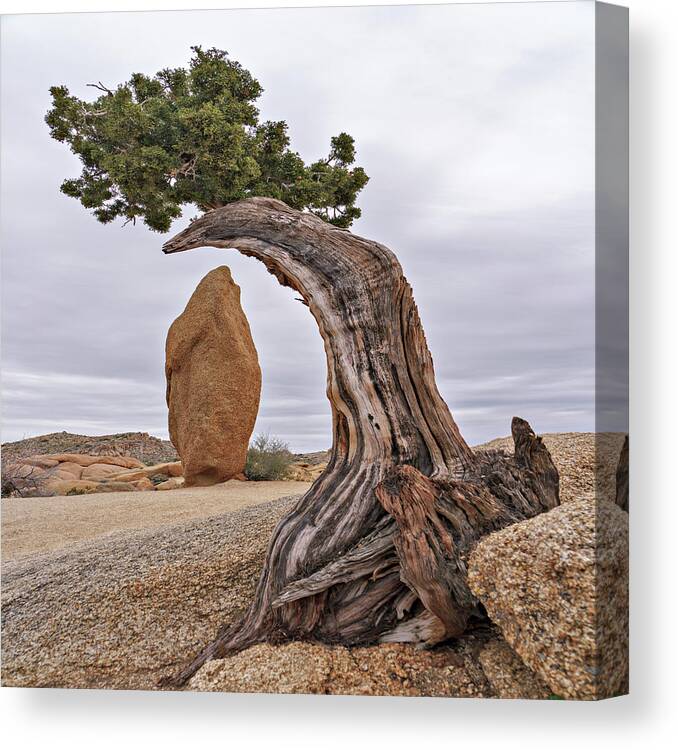  Canvas Print featuring the photograph May 2019 Joshua Tree and Obelisk by Alain Zarinelli