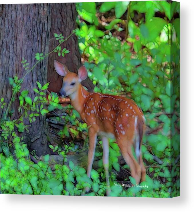 Fawn Canvas Print featuring the photograph Memories of Spring by Mary Walchuck