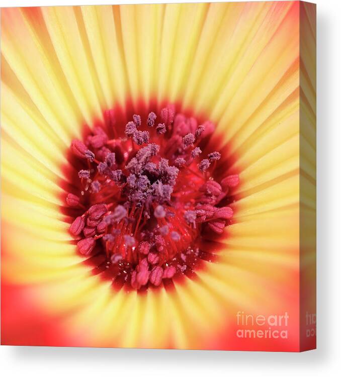 Mesembryanthemum Canvas Print featuring the photograph Mesembryanthemum Square by Terri Waters