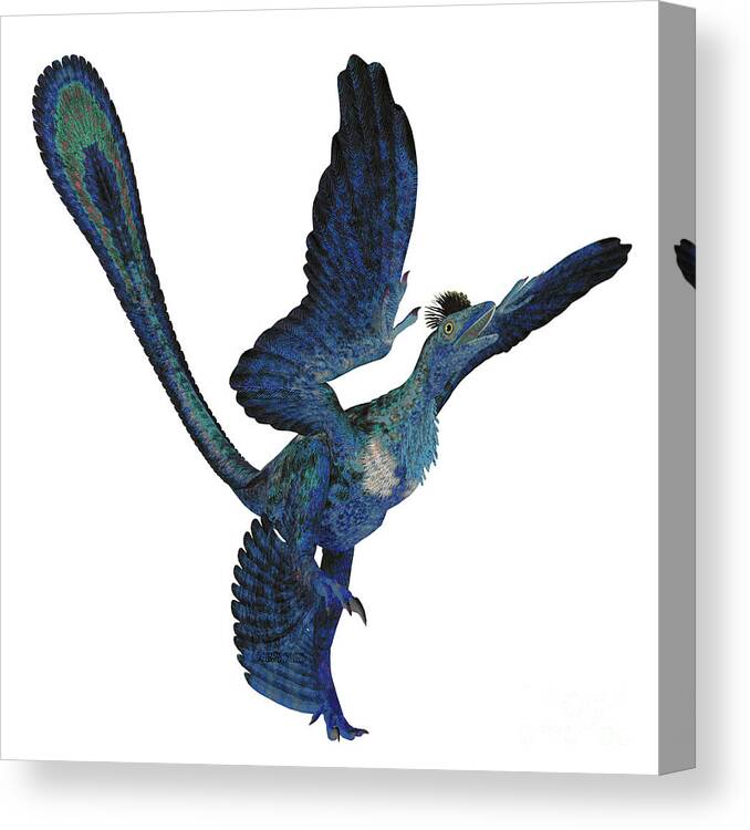 Microraptor Canvas Print featuring the digital art Microraptor Reptile Tail by Corey Ford