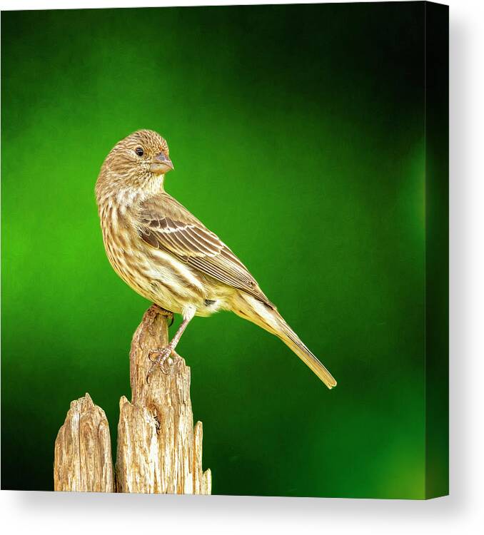 Finch Canvas Print featuring the photograph Miss Finch Looking Perty by Bill and Linda Tiepelman