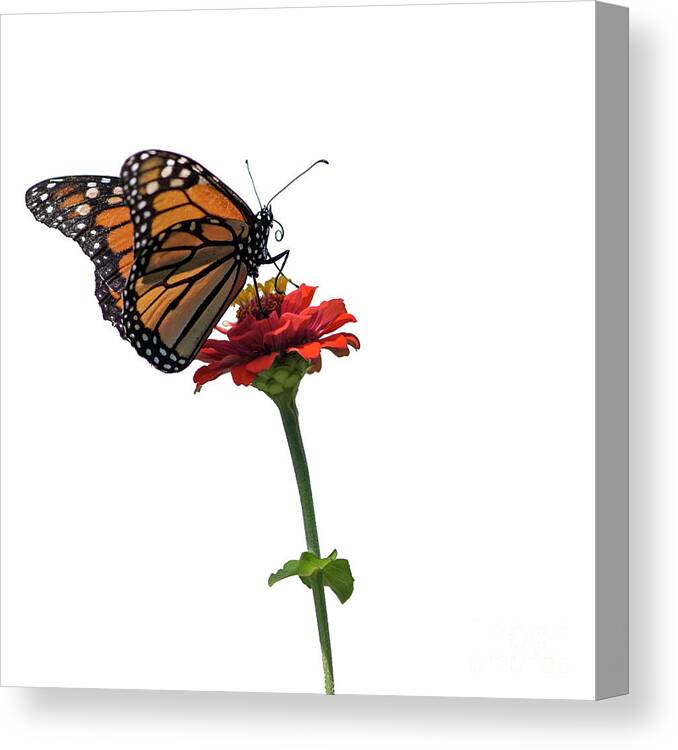 Monarch Butterfly Canvas Print featuring the photograph Monarch on Red ZInnia by Tamara Becker