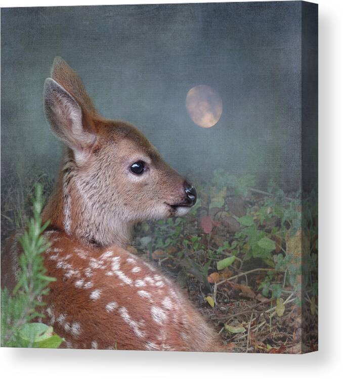 Fawn Canvas Print featuring the photograph Moonlit Thoughts by Sally Banfill