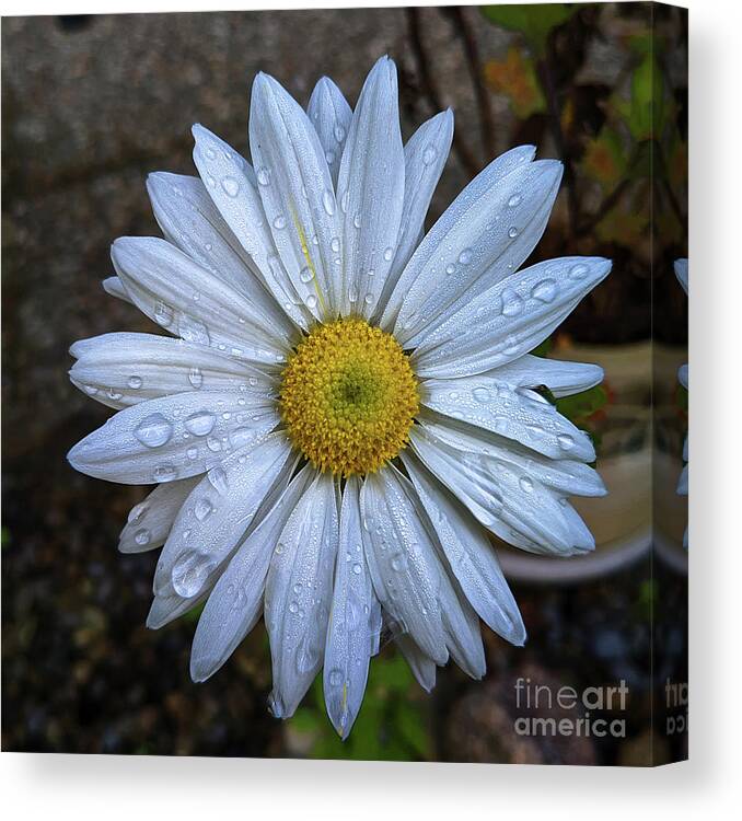 Morning Dew Canvas Print featuring the photograph Morning Dew by Claudia Zahnd-Prezioso